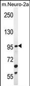 Uncharacterized protein C4orf21 homolog antibody, PA5-71506, Invitrogen Antibodies, Western Blot image 