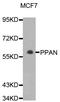 Peter Pan Homolog antibody, MBS129880, MyBioSource, Western Blot image 