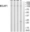 BCL2 Associated Transcription Factor 1 antibody, abx014251, Abbexa, Western Blot image 