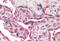 Presenilin Enhancer, Gamma-Secretase Subunit antibody, MBS243931, MyBioSource, Immunohistochemistry frozen image 