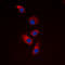 Eukaryotic Translation Initiation Factor 4 Gamma 1 antibody, LS-B14569, Lifespan Biosciences, Immunofluorescence image 
