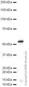 G Protein-Coupled Estrogen Receptor 1 antibody, ab39742, Abcam, Western Blot image 