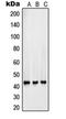 Surfactant Protein B antibody, orb214568, Biorbyt, Western Blot image 