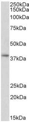 G Protein Subunit Alpha I2 antibody, AP33493PU-N, Origene, Western Blot image 