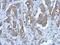 Purinergic Receptor P2X 2 antibody, NBP2-19656, Novus Biologicals, Immunohistochemistry frozen image 