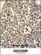 Anoctamin 5 antibody, 63-528, ProSci, Immunohistochemistry frozen image 