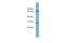 Semenogelin 2 antibody, A10543, Boster Biological Technology, Western Blot image 