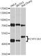 Cytochrome P450(scc) antibody, STJ23311, St John