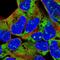 Ribosomal Protein L18 antibody, HPA046572, Atlas Antibodies, Immunofluorescence image 
