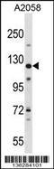 BCL2 Associated Athanogene 6 antibody, 58-684, ProSci, Western Blot image 