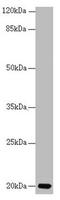 Centrin 3 antibody, LS-C675514, Lifespan Biosciences, Western Blot image 