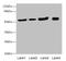 Anthrax toxin receptor 2 antibody, LS-C675380, Lifespan Biosciences, Western Blot image 