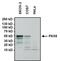 Paired Box 8 antibody, GTX31119, GeneTex, Western Blot image 