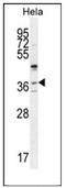 Selenoprotein V antibody, AP53843PU-N, Origene, Western Blot image 