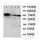 Ceramide glucosyltransferase antibody, orb47959, Biorbyt, Western Blot image 