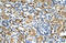 Zinc Finger Protein 169 antibody, orb330516, Biorbyt, Immunohistochemistry paraffin image 