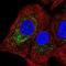 Gamma-Glutamyltransferase 1 antibody, NBP2-56998, Novus Biologicals, Immunofluorescence image 