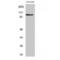 MLLT10 Histone Lysine Methyltransferase DOT1L Cofactor antibody, LS-C381934, Lifespan Biosciences, Western Blot image 