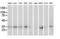 Retinol Dehydrogenase 14 antibody, LS-C172591, Lifespan Biosciences, Western Blot image 