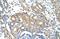 BSD Domain Containing 1 antibody, A15001, Boster Biological Technology, Immunohistochemistry frozen image 