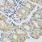 Synaptotagmin 11 antibody, A10695-2, Boster Biological Technology, Immunohistochemistry frozen image 