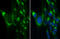 Albumin antibody, GTX134897, GeneTex, Immunofluorescence image 