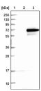 GFP antibody, NBP1-87111, Novus Biologicals, Western Blot image 