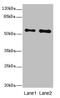 Ribosomal Protein S6 Kinase Like 1 antibody, LS-C676428, Lifespan Biosciences, Western Blot image 