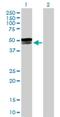 G Protein-Coupled Receptor 151 antibody, H00134391-B01P, Novus Biologicals, Western Blot image 