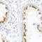 Family With Sequence Similarity 3 Member B antibody, LS-C331247, Lifespan Biosciences, Immunohistochemistry frozen image 