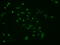 Noggin antibody, GTX84023, GeneTex, Immunofluorescence image 