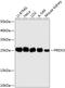 Peroxiredoxin 3 antibody, 14-779, ProSci, Western Blot image 