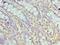 Histone chaperone ASF1A antibody, LS-C380327, Lifespan Biosciences, Immunohistochemistry frozen image 