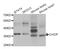 DNA Damage Inducible Transcript 3 antibody, LS-B14398, Lifespan Biosciences, Western Blot image 