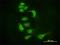 Argonaute RISC Catalytic Component 2 antibody, H00027161-M01, Novus Biologicals, Immunofluorescence image 