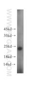 SSX Family Member 4B antibody, 15876-1-AP, Proteintech Group, Western Blot image 
