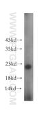 SSX Family Member 4B antibody, 15876-1-AP, Proteintech Group, Western Blot image 