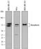 Metadherin antibody, AF7644, R&D Systems, Western Blot image 