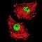 Activating Transcription Factor 2 antibody, orb216068, Biorbyt, Immunofluorescence image 