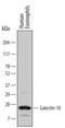 Eosinophil lysophospholipase antibody, MAB5447, R&D Systems, Western Blot image 