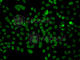 Phosphatidylinositol Specific Phospholipase C X Domain Containing 2 antibody, A7615, ABclonal Technology, Immunofluorescence image 