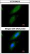 Pyruvate Dehydrogenase E1 Alpha 1 Subunit antibody, LS-B10765, Lifespan Biosciences, Immunocytochemistry image 