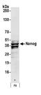 Nanog Homeobox antibody, A300-398A, Bethyl Labs, Western Blot image 