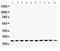 Cofilin 1 antibody, PB9620, Boster Biological Technology, Western Blot image 