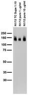 Solute Carrier Family 12 Member 5 antibody, 73-013, Antibodies Incorporated, Western Blot image 