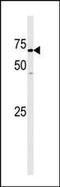 GAK Protein antibody, PA5-15320, Invitrogen Antibodies, Western Blot image 