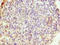 WD Repeat Domain 62 antibody, A63796-100, Epigentek, Immunohistochemistry paraffin image 