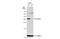 Emerin antibody, NBP2-16326, Novus Biologicals, Western Blot image 