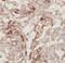 Notch Receptor 3 antibody, FNab05800, FineTest, Immunohistochemistry frozen image 