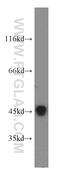 Cyclin L1 antibody, 13138-1-AP, Proteintech Group, Western Blot image 